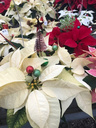Decorated Poinsetta's - The perfect gift!  