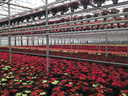 Poinsettias as far as the eye can see