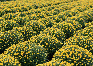 mum feild