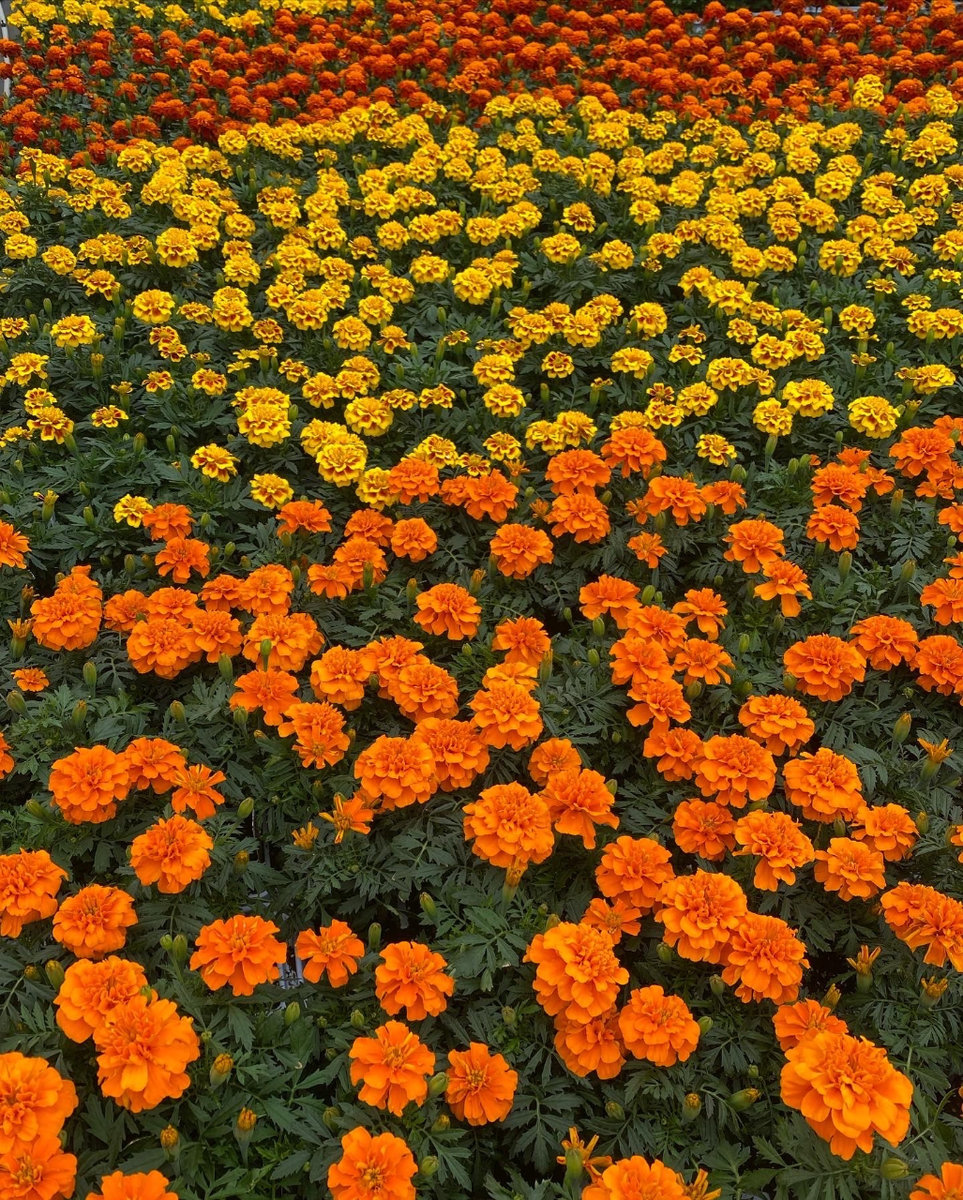 Flower nursery greenhouse with flowers and planters.