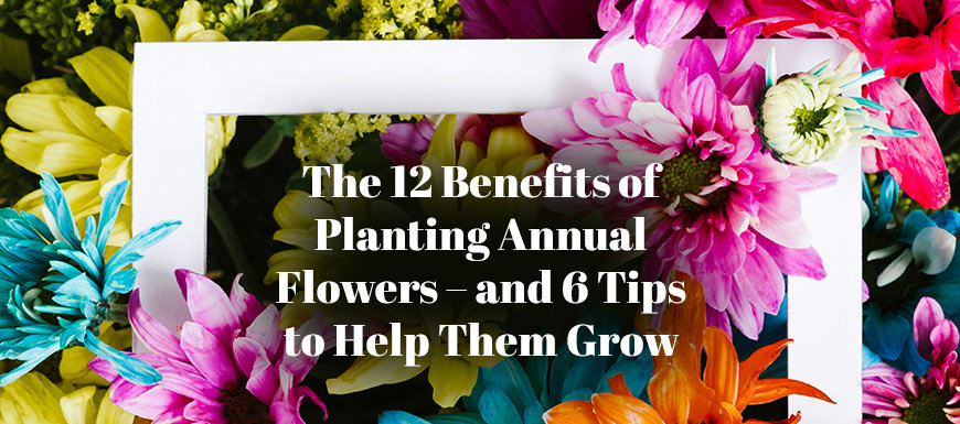 The 12 Benefits of Planting Annual Flowers and 6 Tips to Help Them
