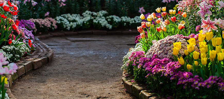 The 12 Benefits of Planting Annual Flowers and 6 Tips to Help Them