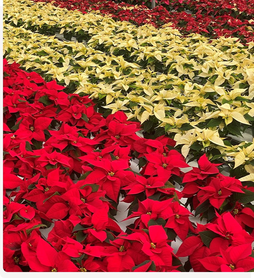 Red poinsettias and white poinsettias in rows in a premium flower nursery.