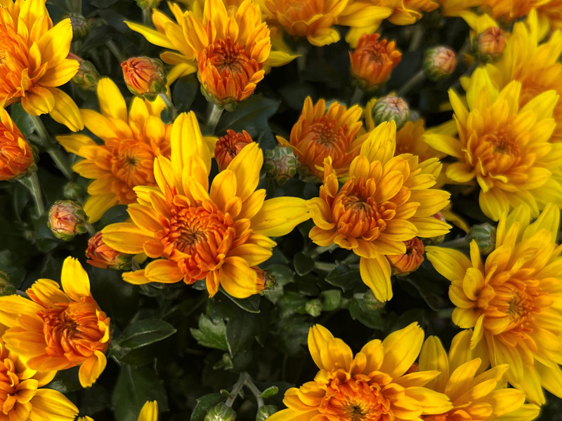 Yellow fall mums in a mum basket in a flower nursery.