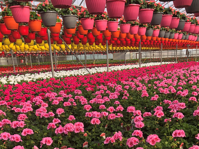 Potted plants, hanging baskets, pink flowers, in a flower nursery greenhouse.