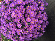 mum baskets
