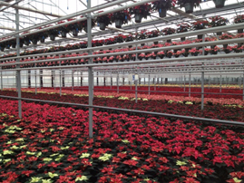poinsettias