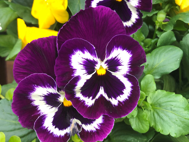 Purple pansies grown in local flower nursery in Kitchener.