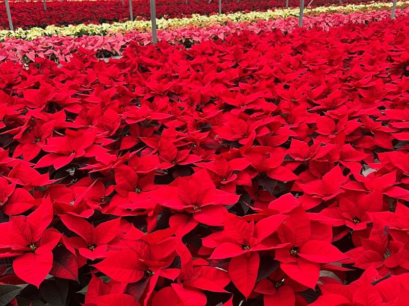 Red poinsettias and white poinsettias for Christmas in a flower nursery.
