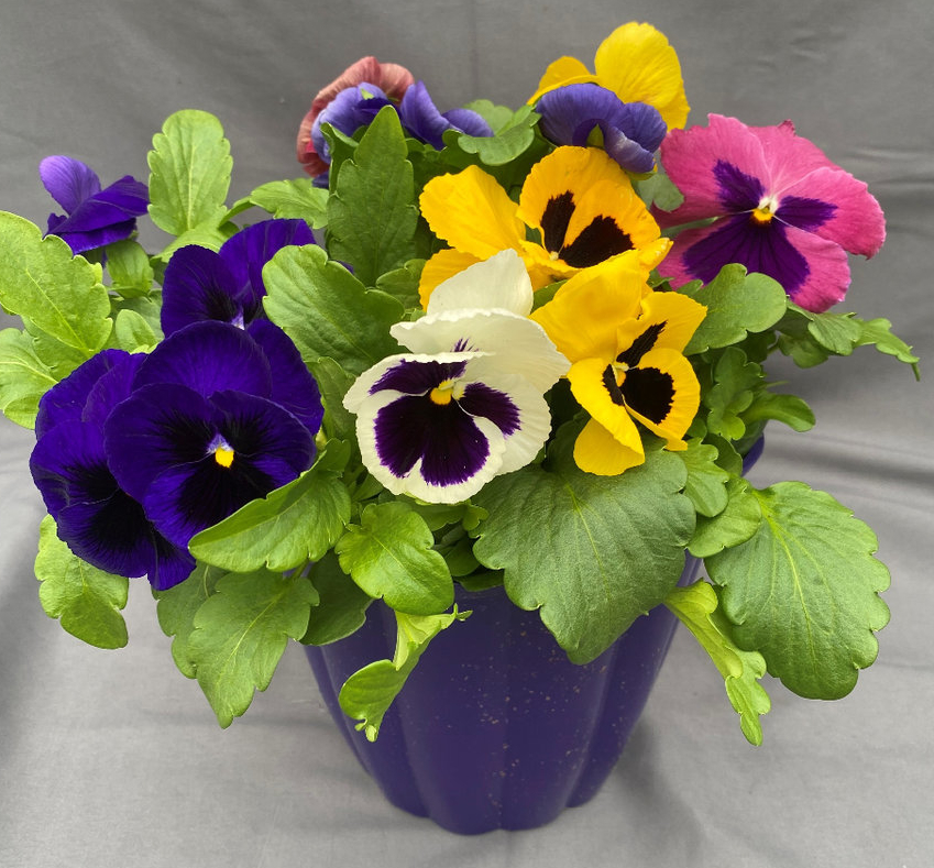 Pansy fundraiser mixed pansy pot with white, purple, pink, and yellow pansy variations.